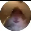 Steven - @steven_boring - TikTok