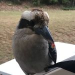 Steve Boros - @steveboros - Instagram