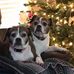 Steve Bowe - Facebook