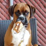 @aboxernamedsteve - Instagram