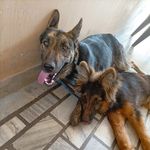 @boxer__steve - Instagram