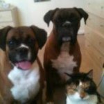Steve Kelleher - @steve_boxer - Instagram