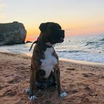 Steve - @steve_boxer_2018 - Instagram