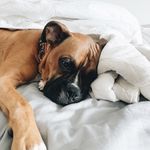 Steve the Boxer - @steve_theboxer - Instagram