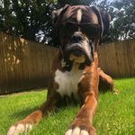 Steve the Boxer - @stevectheboxer - Instagram