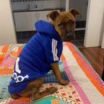 Steve (The Boxer) Kaehler - @steve_the_boxer - Instagram