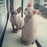 Steve And Bronson - @naked.and.proud - Instagram