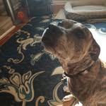 Steve H - @stevebronson444 - Instagram