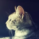 Steve Brookes - @notsomuchavegan - Instagram
