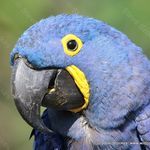 Steve Brookes - @wild_parrots_up_close - Instagram