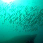 steve calabrese - @fisherman27 - Instagram