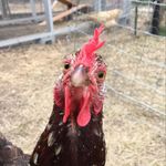 Steve Canale - @speckled4235 - Instagram