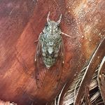Steve Carman - @sjcarmanjr - Instagram