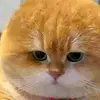 Steven Chau Steven Chau - @steven.chau.steve - TikTok