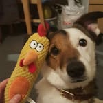 @steve.chickensteve - Instagram
