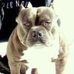 Steve Commander - @chipmonkbullies - Instagram