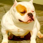 Steve Commander - @king_kai_bullies - Instagram