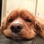 Steve Cremer - @stevecremer - Instagram