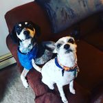 Moms' Pups - @steve.and.crispin.adventures - Instagram