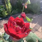 Steven Criswell - @stevencriswell - Instagram