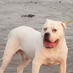 Steve Crowley - @maximus5338 - Instagram