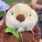 Steve The Otter - @stevedaotter - Instagram