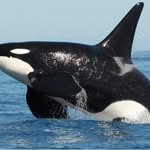 @stevedaorca - Instagram