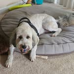 Steve Dart - @dart.steve - Instagram