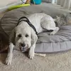 Steve Dart - @steve.dart - TikTok