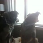 Steve Dawe - @dawesteve - Instagram