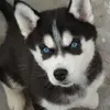 💫STEVE_DEISY💫 - @zoe922767 - TikTok