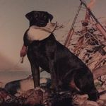 Steve Dew - @stevedew1 - Instagram