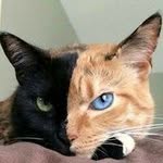 Steve Dewolfe - @stevedewolfe - Instagram