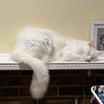 Steve Dewar - @stevedewar_the_cat - Instagram