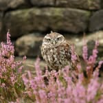 Steve Dockery - @stevedockeryphotography - Instagram