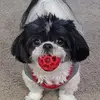 Steve Dockery - @stevedockery - TikTok