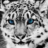 steve dodds - @steve.dodds3 - TikTok