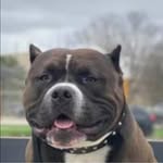 Steve Doucet - @cyrusthebull - Instagram
