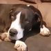 Steve Dowe - Facebook