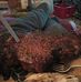 Steve Dye - Facebook