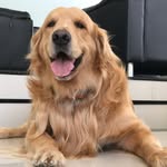 Steve, Emma, Isis, Beethoven, Stefano e Ronda - @steveandfiveothers - Instagram