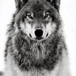 Steve Mark Fairhurst - @roug3lycanxl - Instagram