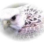 Steve Falconry Rainton - @stevefalconry - Instagram