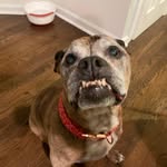 Steve Friedland - @reggie_takes_on_earth - Instagram