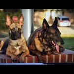 Steve fulmer - @k9graduates - Instagram