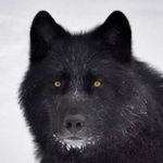 Steve Gagnon - @stevegagnon21 - Instagram
