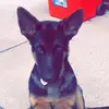 steve 😝🐶 - @stevethegermanshepherd - TikTok