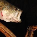 STEVE GERMAN'S TAXIDERMY ART - @stevegermanstaxidermyart - Instagram