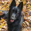 Steve - @steve.german.shepards - TikTok
