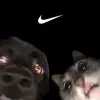 stevenvaldiviezo22 - @stevegtzgex - TikTok